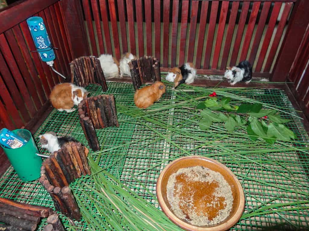 Hamsters outside the Langkawi Bird Paradise