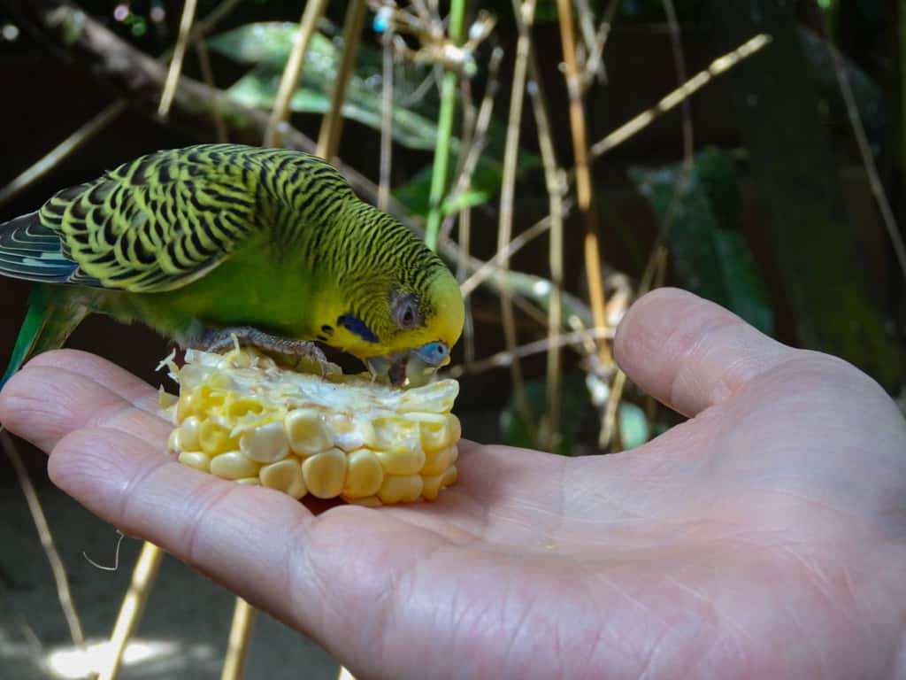 Birds eating from our hands at the Langkawi Bird Paradise