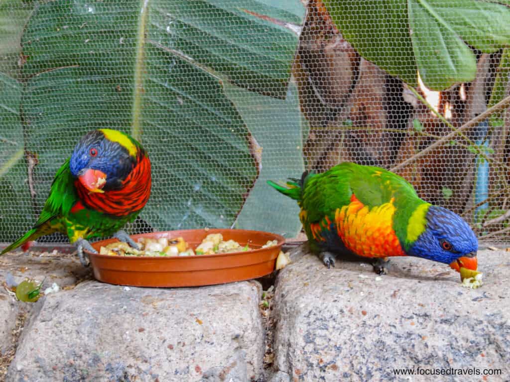 Colourful birds at the Cango Wildlife Ranch-2