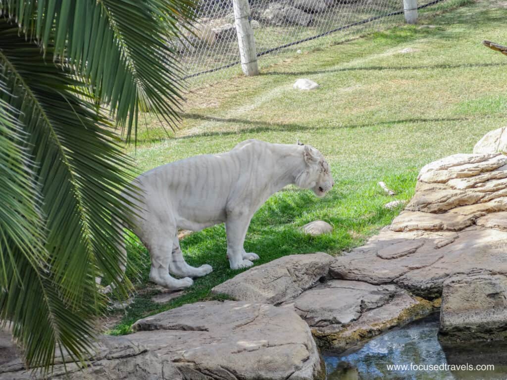 White-tiger-at-the-Cango-Wildlife-Ranch