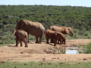 Addo Elephant National Park for spotting elephants