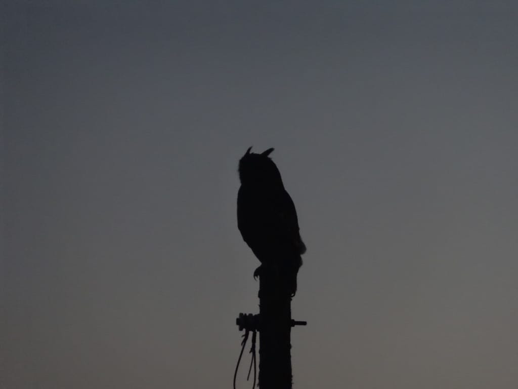 An owl on a pole near the farmhouse