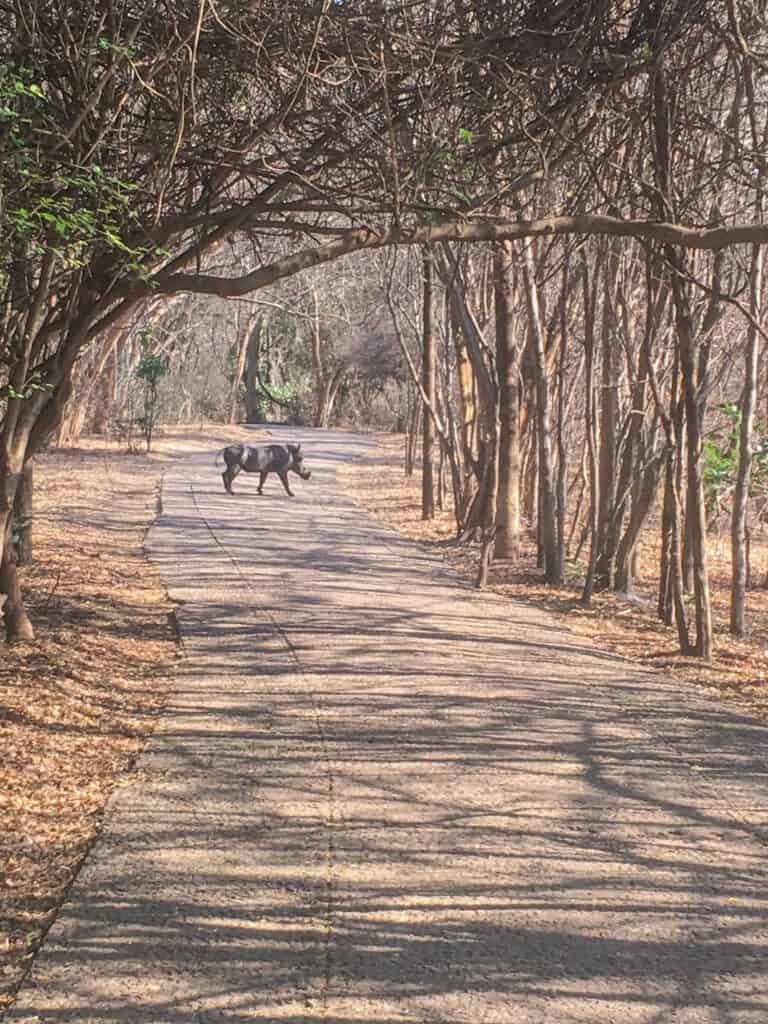 Victoria Falls Pictures - warthog along the way to the falls