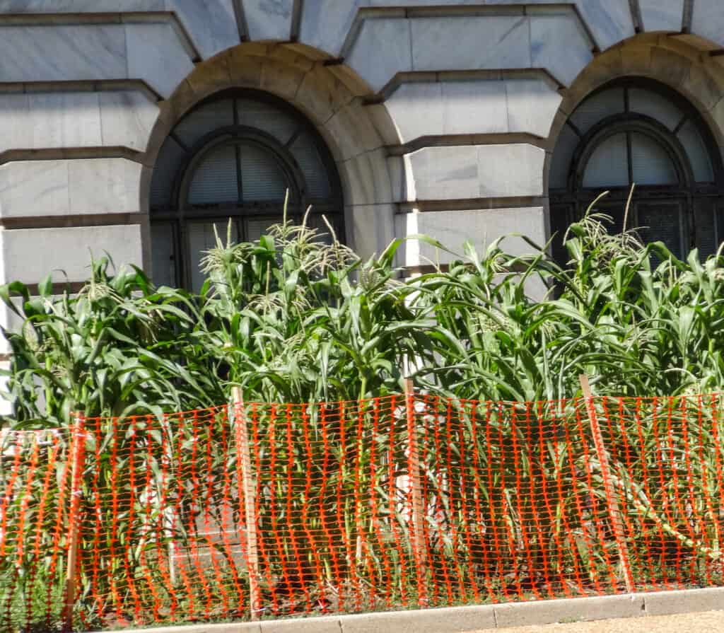 National Mall in Washington - Department of Agriculture Maize